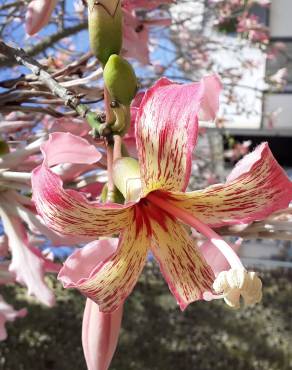 Fotografia 18 da espécie Ceiba speciosa no Jardim Botânico UTAD