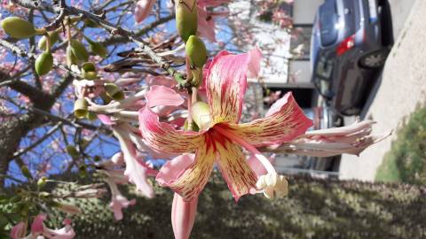 Fotografia da espécie Ceiba speciosa