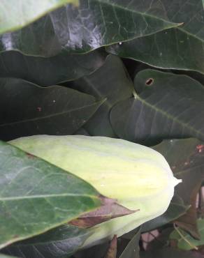 Fotografia 34 da espécie Araujia sericifera no Jardim Botânico UTAD