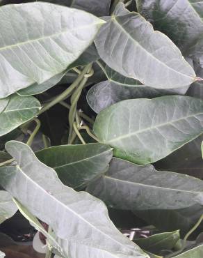 Fotografia 35 da espécie Araujia sericifera no Jardim Botânico UTAD