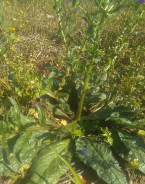 Fotografia 16 da espécie Echium plantagineum no Jardim Botânico UTAD