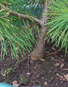Fotografia 18 da espécie Pinus nigra no Jardim Botânico UTAD