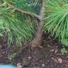 Fotografia 18 da espécie Pinus nigra do Jardim Botânico UTAD
