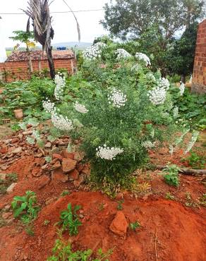 Fotografia 12 da espécie Ammi majus no Jardim Botânico UTAD