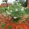 Fotografia 12 da espécie Ammi majus do Jardim Botânico UTAD