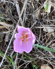 Fotografia da espécie Colchicum lusitanum