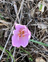 Colchicum lusitanum