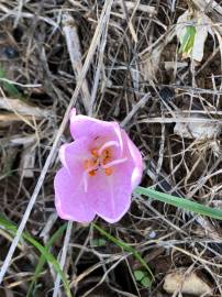 Fotografia da espécie Colchicum lusitanum