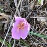 Fotografia 1 da espécie Colchicum lusitanum do Jardim Botânico UTAD