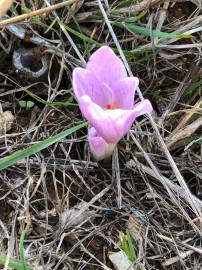 Fotografia da espécie Colchicum lusitanum