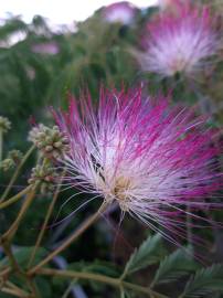 Fotografia da espécie Albizia julibrissin