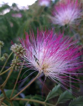 Fotografia 15 da espécie Albizia julibrissin no Jardim Botânico UTAD