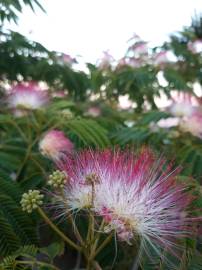 Fotografia da espécie Albizia julibrissin