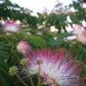 Fotografia 16 da espécie Albizia julibrissin do Jardim Botânico UTAD