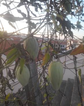 Fotografia 36 da espécie Araujia sericifera no Jardim Botânico UTAD