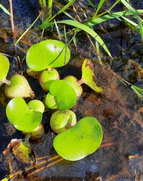 Fotografia 13 da espécie Pontederia crassipes no Jardim Botânico UTAD