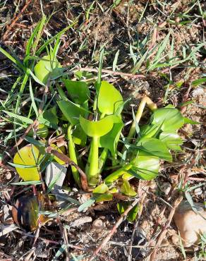 Fotografia 14 da espécie Pontederia crassipes no Jardim Botânico UTAD