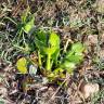 Fotografia 14 da espécie Pontederia crassipes do Jardim Botânico UTAD