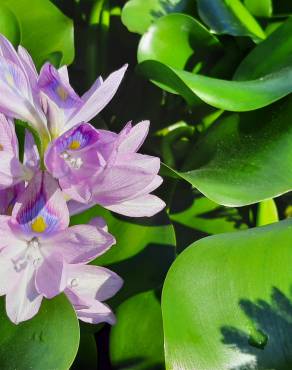 Fotografia 16 da espécie Pontederia crassipes no Jardim Botânico UTAD