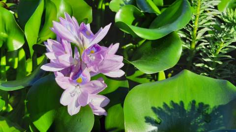 Fotografia da espécie Pontederia crassipes