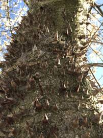 Fotografia da espécie Ceiba insignis