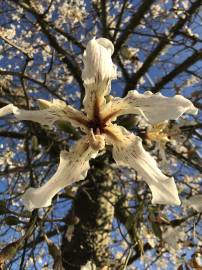 Fotografia da espécie Ceiba insignis