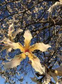 Fotografia da espécie Ceiba insignis