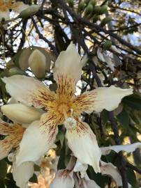 Fotografia da espécie Ceiba insignis