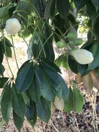 Fotografia da espécie Ceiba insignis