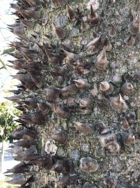 Fotografia da espécie Ceiba insignis