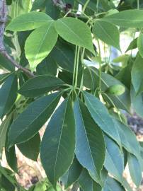 Fotografia da espécie Ceiba insignis