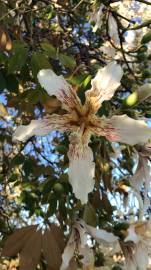 Fotografia da espécie Ceiba insignis