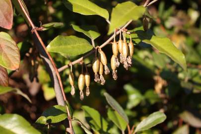 Fotografia da espécie Elaeagnus pungens