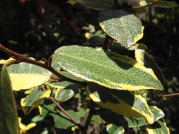 Fotografia da espécie Elaeagnus pungens