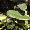 Fotografia 3 da espécie Elaeagnus pungens do Jardim Botânico UTAD