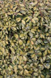 Fotografia da espécie Elaeagnus pungens