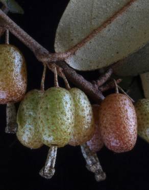 Fotografia 5 da espécie Elaeagnus pungens no Jardim Botânico UTAD