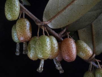 Fotografia da espécie Elaeagnus pungens