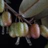 Fotografia 5 da espécie Elaeagnus pungens do Jardim Botânico UTAD