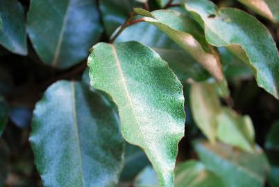 Fotografia da espécie Elaeagnus pungens