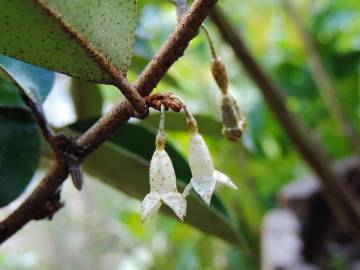 Fotografia da espécie Elaeagnus pungens