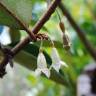 Fotografia 7 da espécie Elaeagnus pungens do Jardim Botânico UTAD