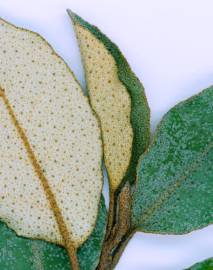 Fotografia da espécie Elaeagnus pungens