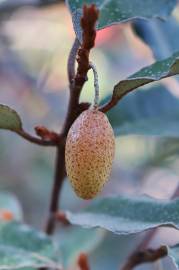 Fotografia da espécie Elaeagnus pungens