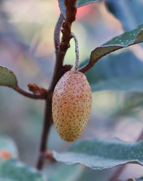 Fotografia 9 da espécie Elaeagnus pungens no Jardim Botânico UTAD