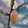 Fotografia 9 da espécie Elaeagnus pungens do Jardim Botânico UTAD