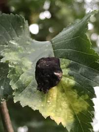 Fotografia da espécie Ulmus glabra