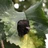 Fotografia 11 da espécie Ulmus glabra do Jardim Botânico UTAD