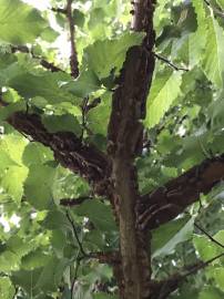 Fotografia da espécie Ulmus glabra