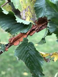 Fotografia da espécie Ulmus glabra